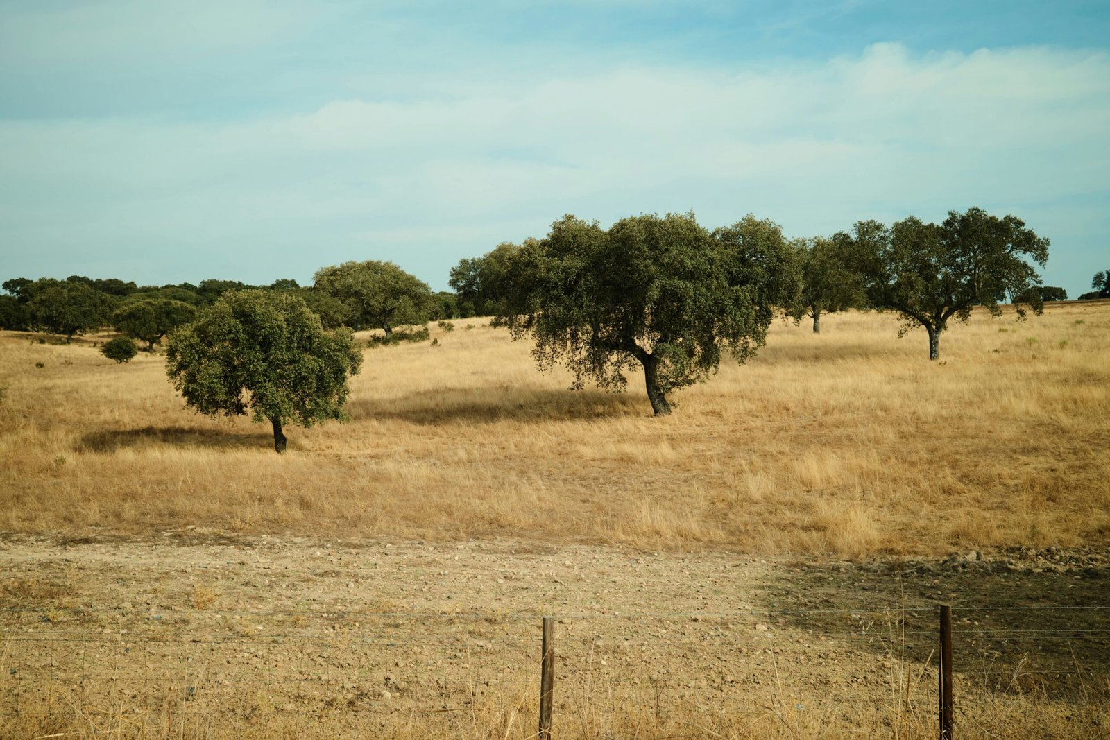Open Alentejo grassland with scattered trees beneath a soft sky