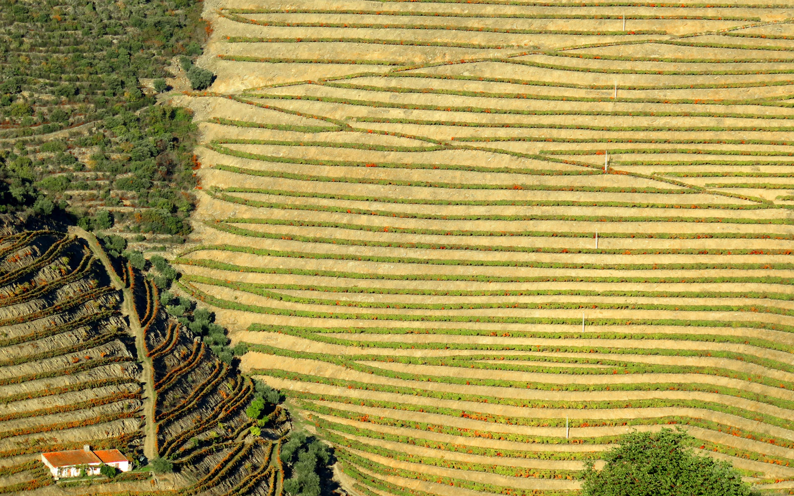 Filas de vinhas acompanham os socalcos de uma encosta no Vale do Douro, em Portugal.