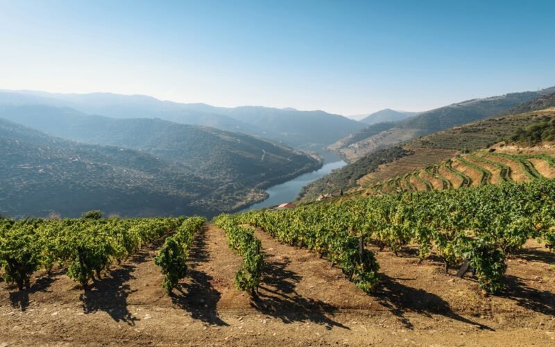 Valley Douro Douro Valley Vale do Douro