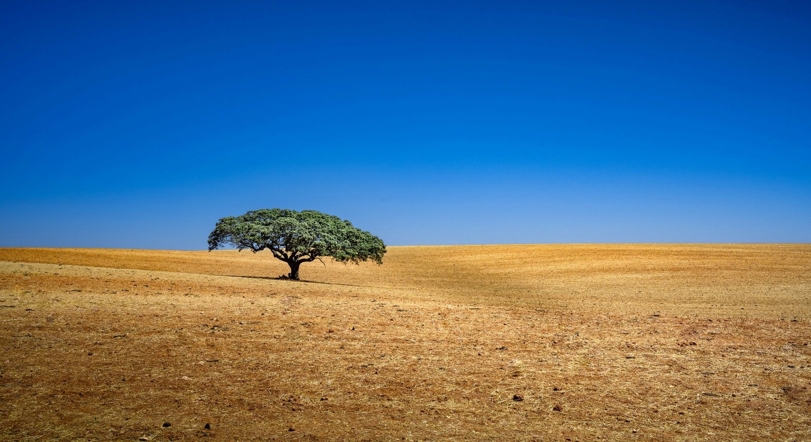 A solitary tree in golden Alentejo fields
