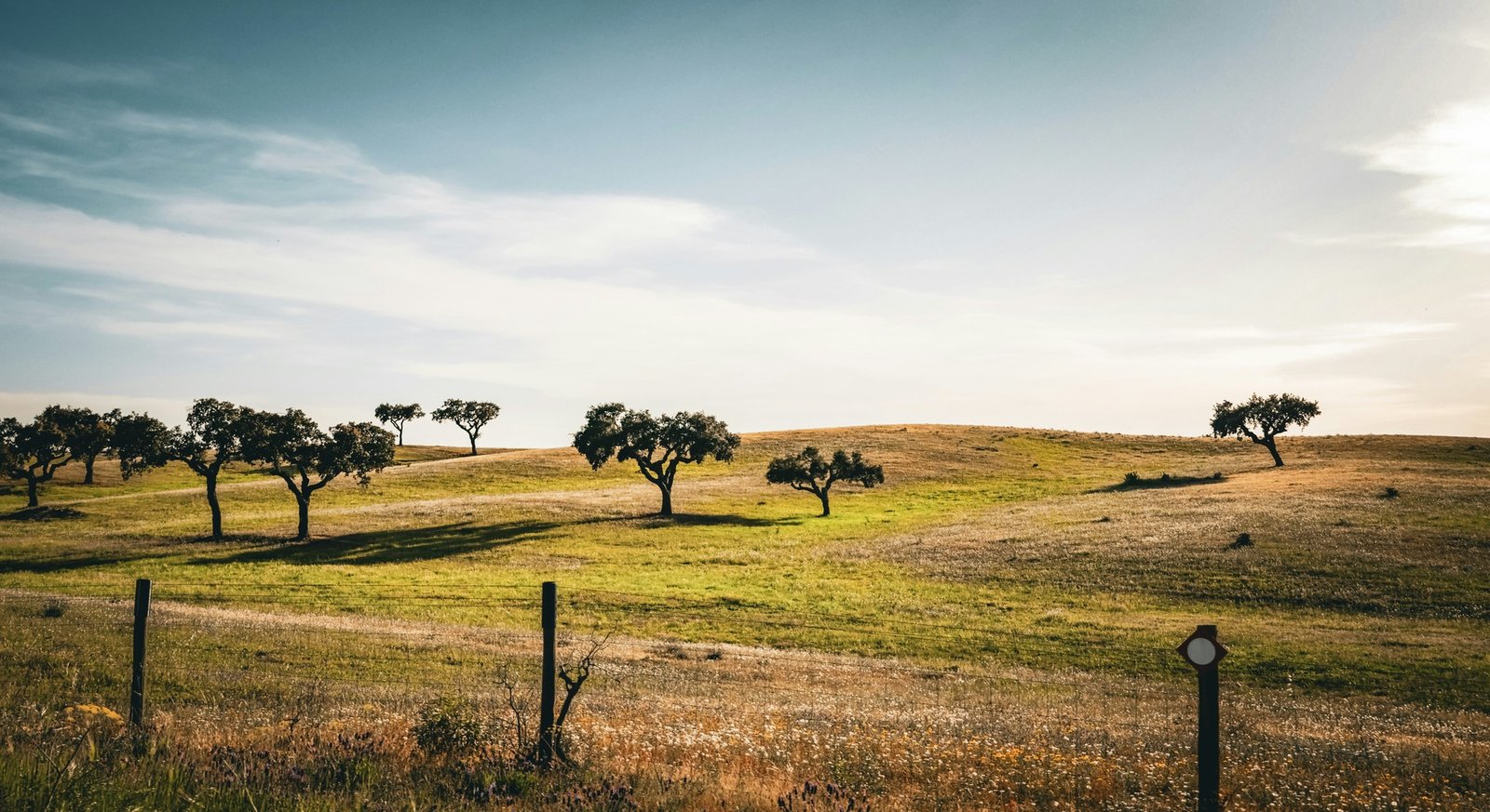 Open Alentejo countryside dotted with trees