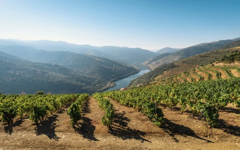 Douro Vinhas Vale do Douro