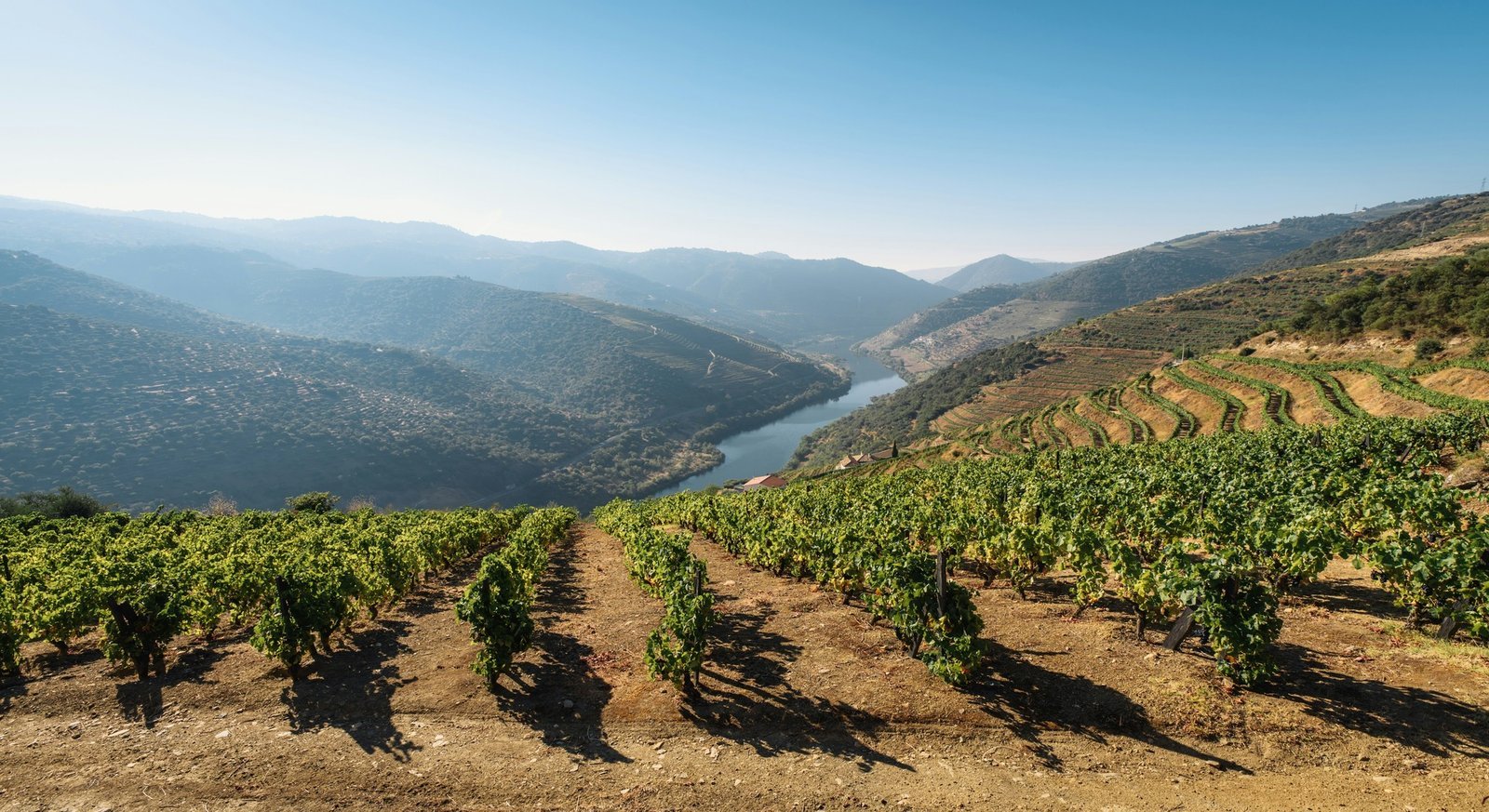 Vinhas em socalcos sobem uma encosta do Vale do Douro.
