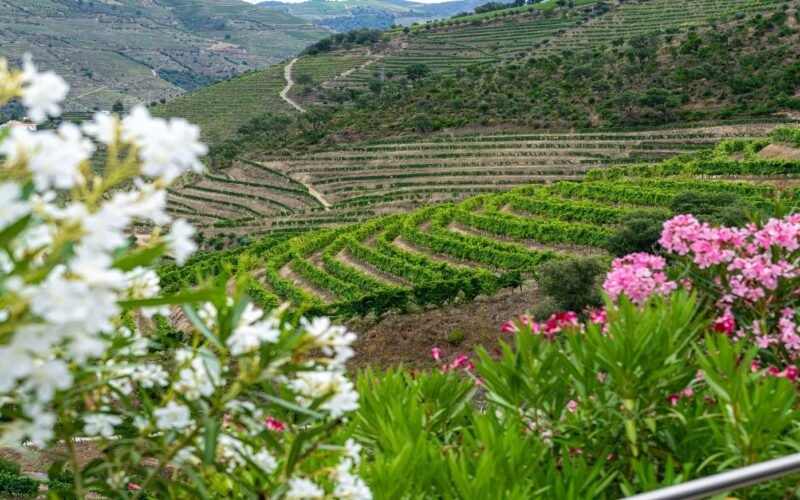Vale do Douro Natureza Vinhas