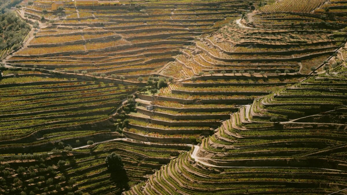 Vinhas em socalcos acompanham as encostas íngremes e curvas do Douro.