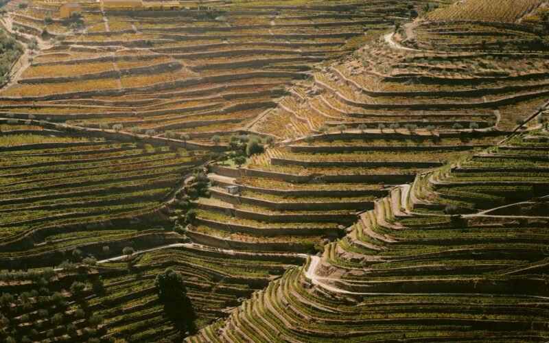 Vinhas em socalcos acompanham as encostas íngremes e curvas do Douro.