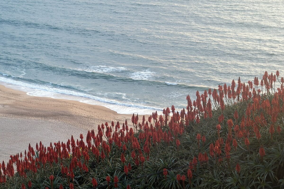 Nazaré Beach and the Atlantic seen from above, with flowering plants in the foreground.