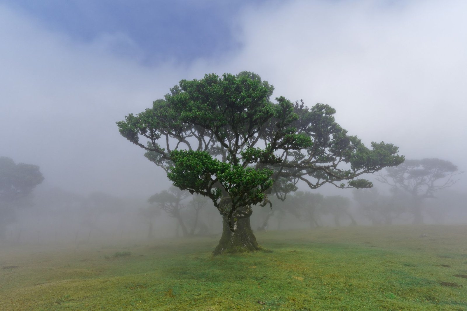 A broad spreading tree and other trees fading into mist in Fanal, Madeira