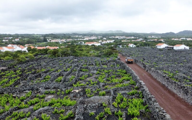 Green vines in basalt-walled plots beside a path and houses on Pico