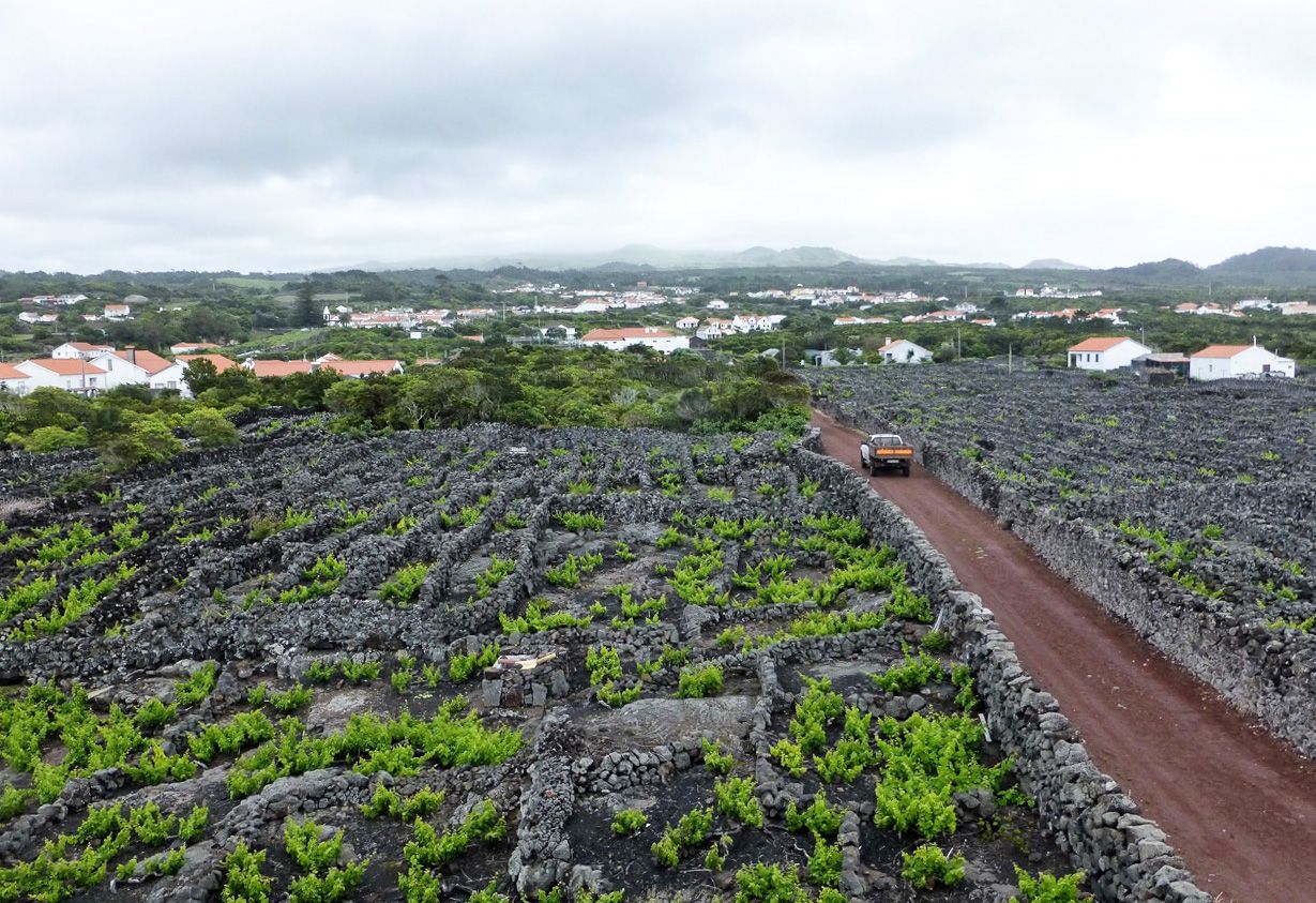 Green vines in basalt-walled plots beside a path and houses on Pico