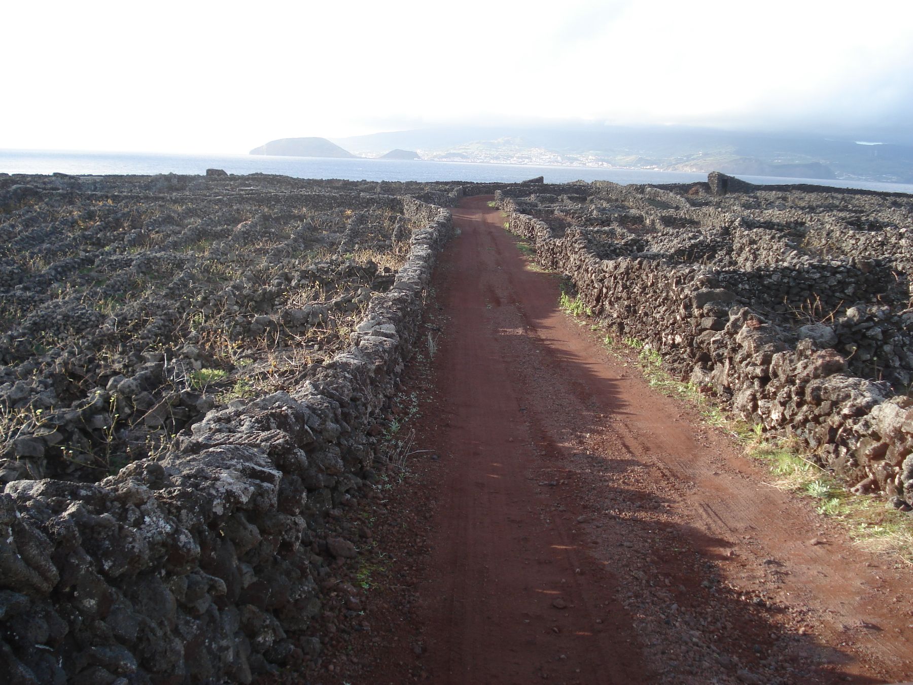 A reddish path between basalt vineyard walls near Criação Velha on Pico